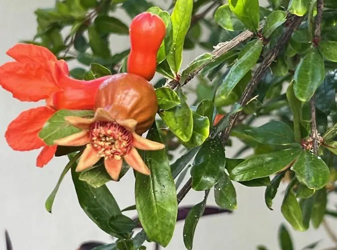 玛朵齐雅妮酒店